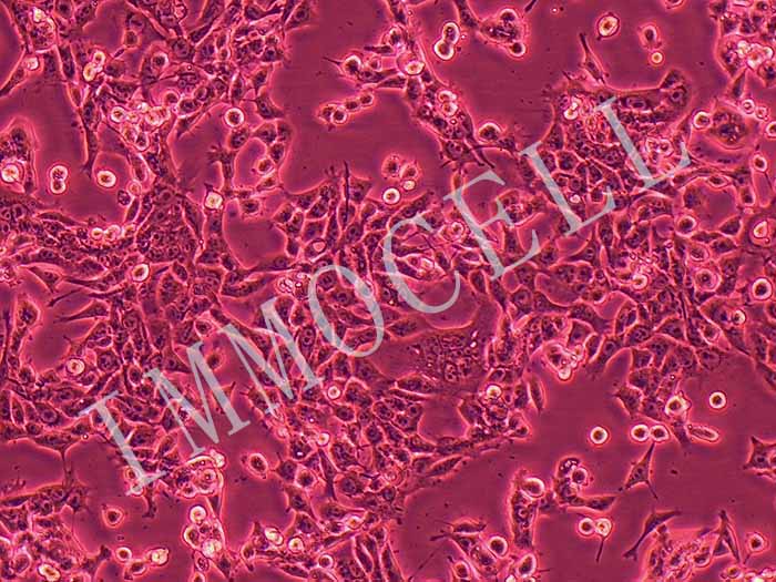 MB49-FLUC-puro小鼠膀胱癌细胞(FLUC标记)