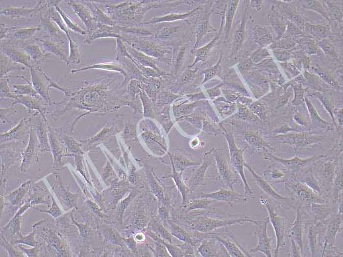 scc7-FLUC-puro小鼠鳞状细胞癌细胞(FLUC标记)（STR鉴定正确）